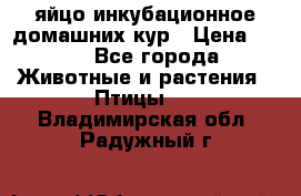 яйцо инкубационное домашних кур › Цена ­ 25 - Все города Животные и растения » Птицы   . Владимирская обл.,Радужный г.